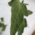 085004_20180611145617_01.JPG