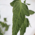 085004_20180611145617_03.JPG