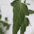 085004_20180611145617_04.JPG