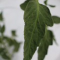 085004_20180611145618_01.JPG