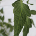 085004_20180611145618_03.JPG