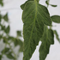 085004_20180611145618_05.JPG