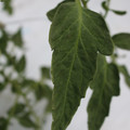 085004_20180611145619_02.JPG