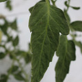 085004_20180611145619_04.JPG