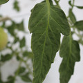 085004_20180611145620_01.JPG