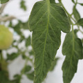 085004_20180611145620_03.JPG