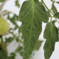 085004_20180611145620_04.JPG