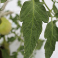 085004_20180611145620_05.JPG