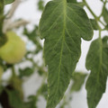 085004_20180611145621_01.JPG