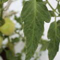 085004_20180611145621_02.JPG