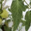 085004_20180611145621_03.JPG