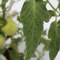 085004_20180611145621_04.JPG