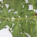 085004_20180611145709_01.JPG