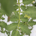 085004_20180611145712_04.JPG