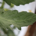 085004_20180611150326_01.JPG