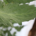 085004_20180611150327_01.JPG