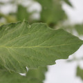 085004_20180611150429_01.JPG