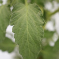 085004_20180611150430_04.JPG