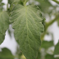 085004_20180611150432_01.JPG