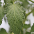 085004_20180611150432_02.JPG