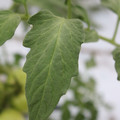 085004_20180611150549_01.JPG