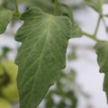 085004_20180611150549_05.JPG