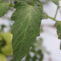 085004_20180611150550_01.JPG