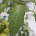085004_20180611150606_01.JPG