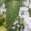 085004_20180611150607_01.JPG