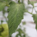 085004_20180611150608_04.JPG