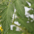 085004_20180611150710_04.JPG