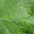 340002_20180604162734_01.JPG
