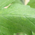 340002_20180604162742_01.JPG