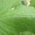 340002_20180604162745_01.JPG