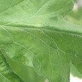 340002_20180604162755_01.JPG