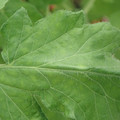 340002_20180604162756_01.JPG