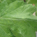 340002_20180604162757_01.JPG