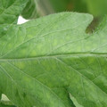 340002_20180604162802_01.JPG