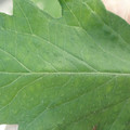 340002_20180604162817_01.JPG
