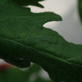 340002_20180604162822_01.JPG