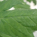 340002_20180604162829_01.JPG