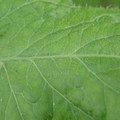 340002_20180604162844_01.JPG