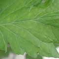 340002_20180604162851_01.JPG