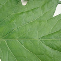 340002_20180604162905_01.JPG