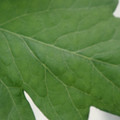 340002_20180604162917_01.JPG