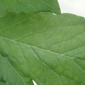 340002_20180604162919_01.JPG