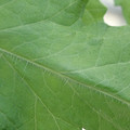 340002_20180604163019_01.JPG
