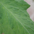 340002_20180604163050_01.JPG