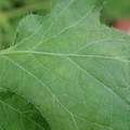 340002_20180604163107_01.JPG