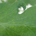 340002_20180604163131_01.JPG